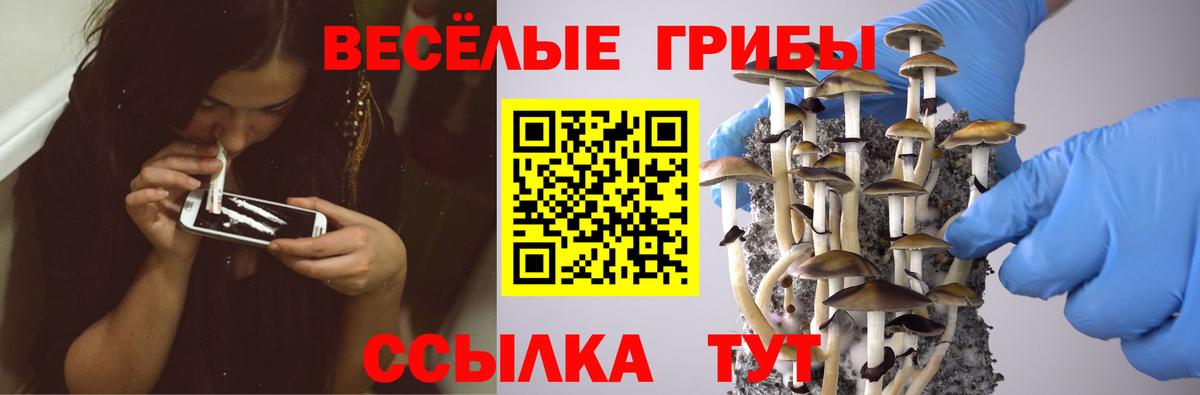 Псилоцибиновые грибы Cubensis  Вход с VPN  Псилоцибиновые грибы Psilocybe  Алатырь 